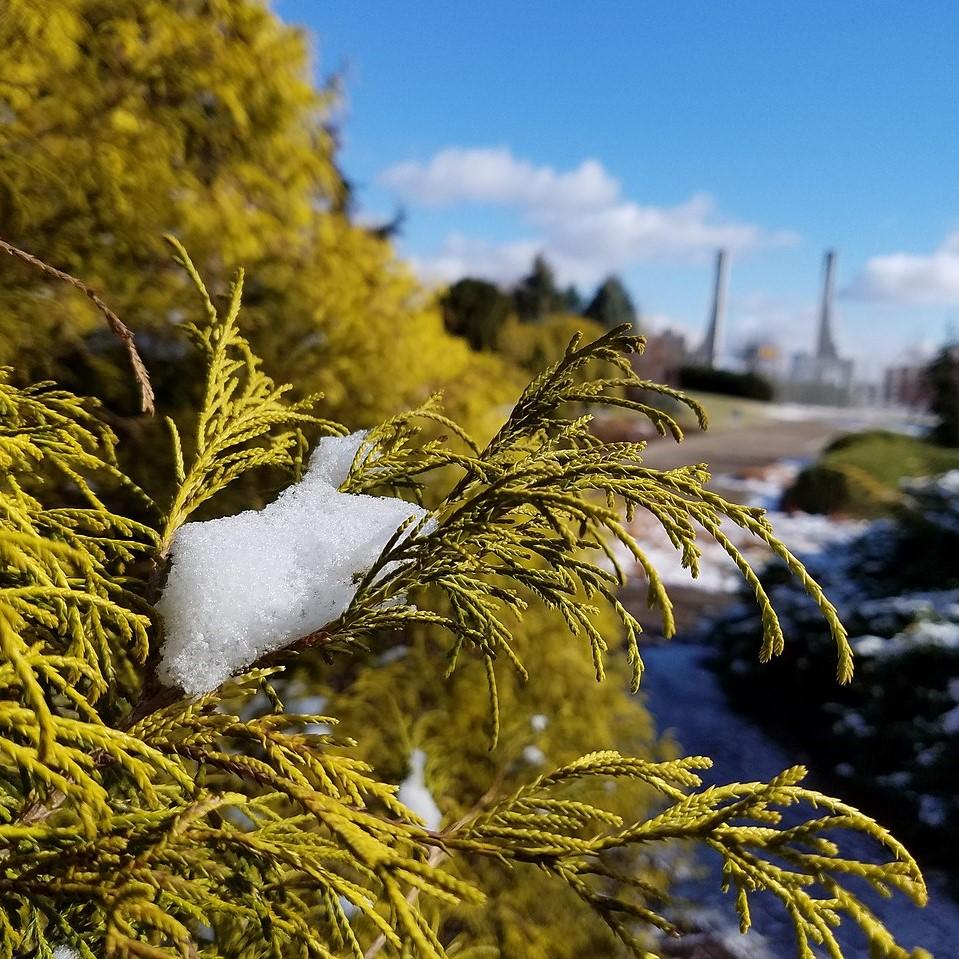 Chamaecyparis pisifera 'Aurea'  - Golden Sawara Cypress