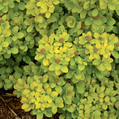 Spiraea betulifolia 'Tor Gold'   - Glow Girl® Birchleaf Spirea
