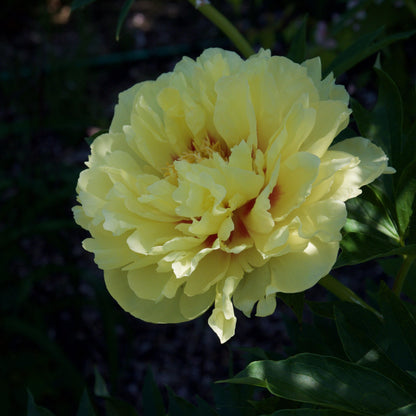 Paeonia 'Bartzella'  - Bartzella Itoh Peony