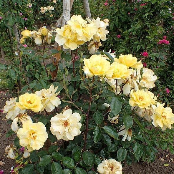 Rosa 'Golden Showers'  - Golden Showers Rose