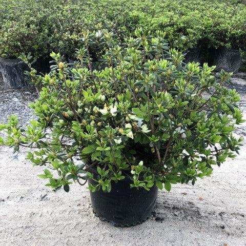 Rhododendron 'Pleasant White'  - Pleasant White Azalea