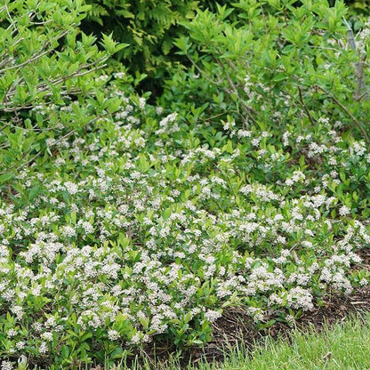 Aronia melanocarpa 'UCONNAM012'  - PW® Ground Hug® Aronia
