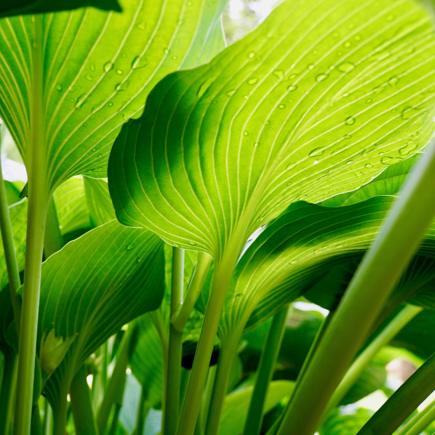 Hosta 'Dancing Queen'  - Dancing Queen Hosta