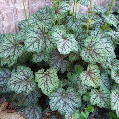 Heuchera americana 'Green Spice'  - Green Spice Coral Bells