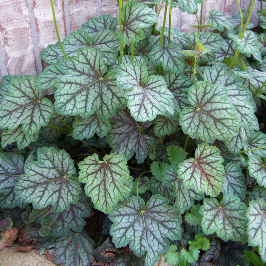 Heuchera americana 'Green Spice'  - Green Spice Coral Bells