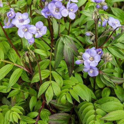 Polemonium 'Heaven Scent'  - PW® Heaven Scent Jacob's Ladder