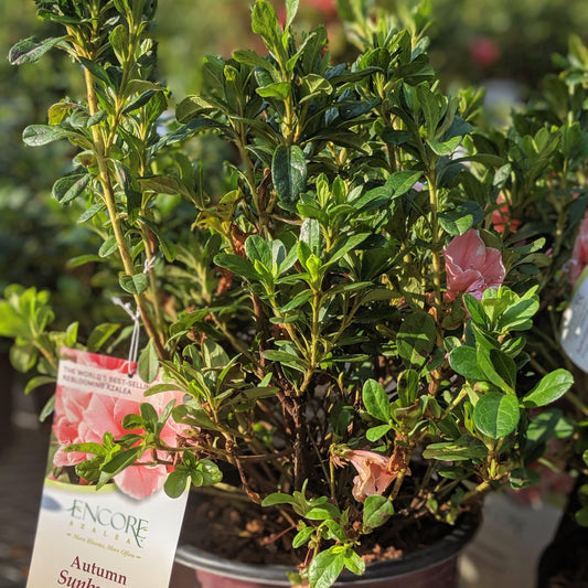 Rhododendron 'Roblet'  - Encore® Autumn Sunburst™ Azalea