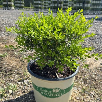 Buxus 'HER2009B03’ PP32275  - BetterBoxwood® Skylight™ Boxwood
