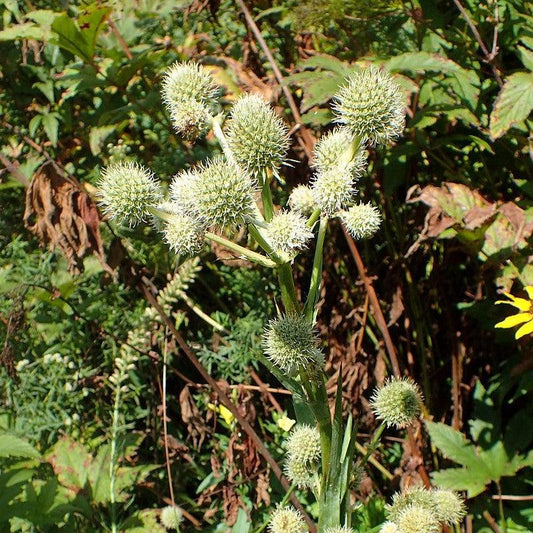 Eryngium yuccifolium  - Rattlesnake Master