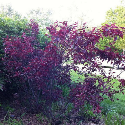 Prunus x cistena  - Purpleleaf Sandcherry