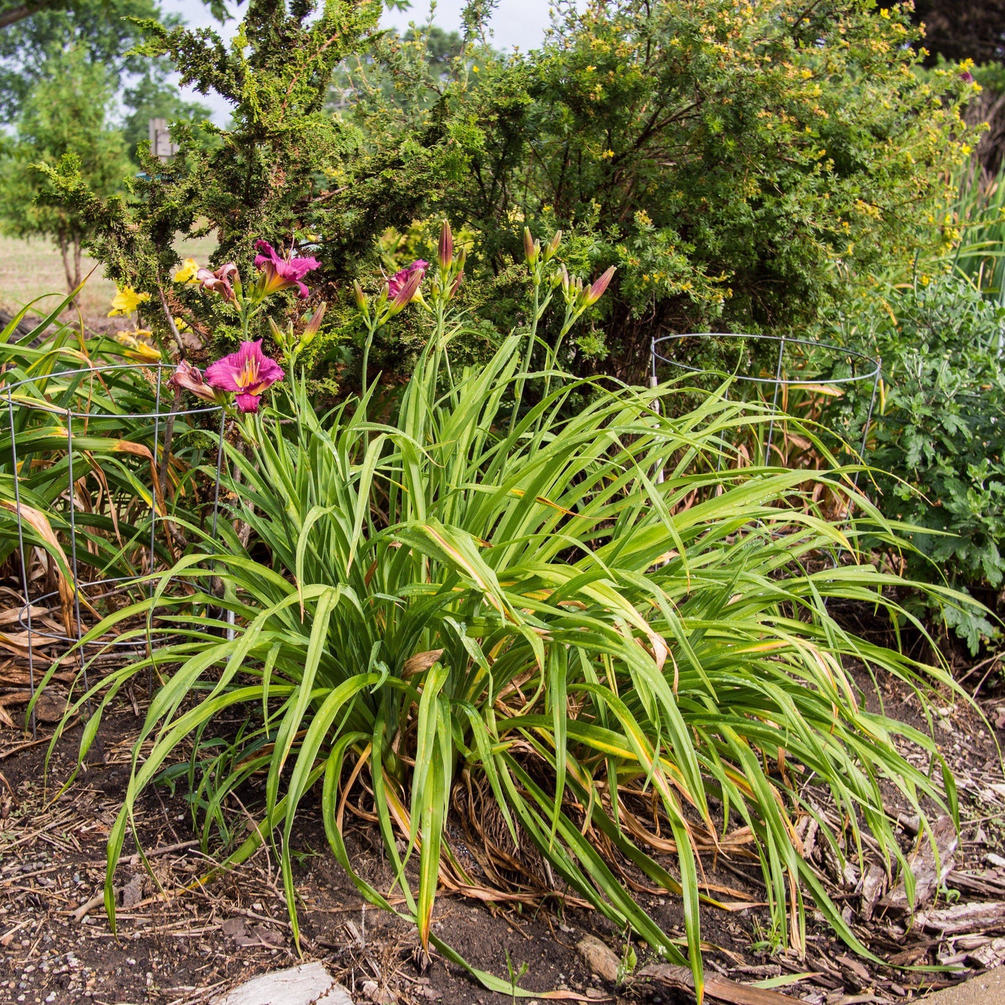 Hemerocallis x 'Little Grapette'  - Little Grapette Daylily