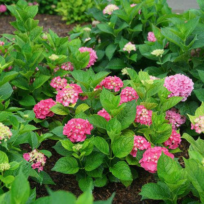 Hydrangea macrophylla 'SMNHMP' USPP 32,514  - Let's Dance® Big Band® Hydrangea