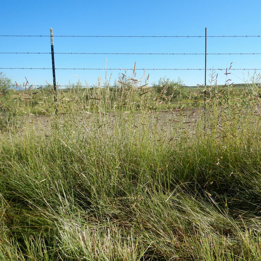 Bouteloua gracilis  - Blue Grama, Mosquito Grass