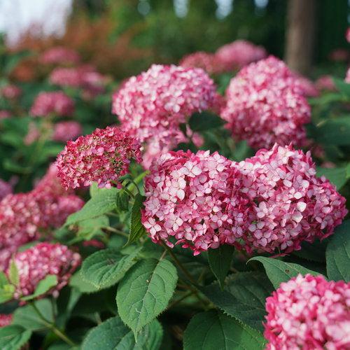 Hydrangea arborescens 'NCHA3'  - Invincibelle® Ruby Hydrangea
