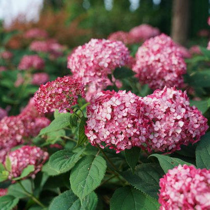 Hydrangea arborescens 'NCHA3'  - Invincibelle® Ruby Hydrangea