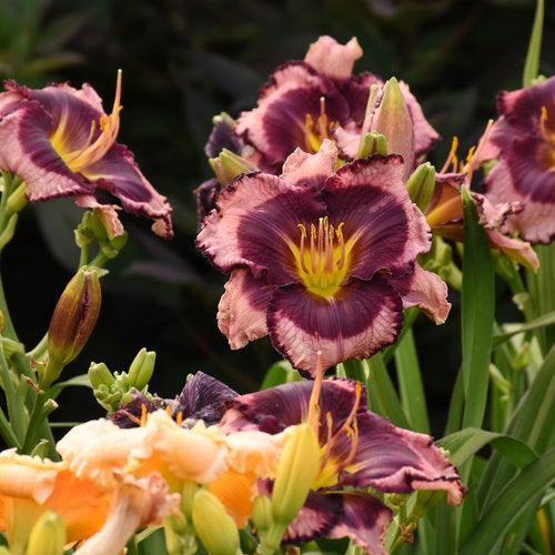 Hemerocallis 'Storm Shelter'  - PW® Rainbow Rhythm® Storm Shelter Daylily