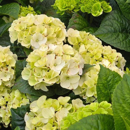 Hydrangea macrophylla 'Hokomagrito‘  - Bloomin' Easy® Grin and Tonic™ Hydrangea