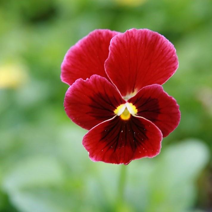 Viola cornuta 'Penny Red Blotch'  - Penny™ Red Blotch Viola