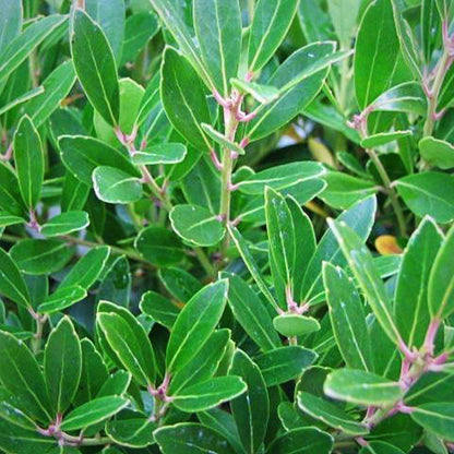 Ilex glabra 'Shamrock'  - Shamrock Inkberry Holly