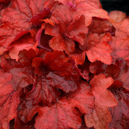 Heuchera x 'Fire Alarm' PP #24,525  - Fire Alarm Heuchera