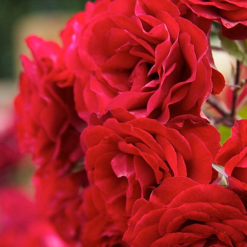 Rosa 'True Love'  - True Love™ Rose