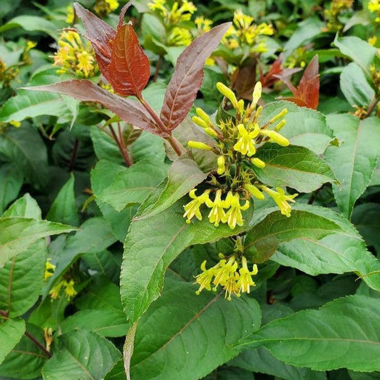 Diervilla 'SMDCS' PP33,288  - Ru-Bee Wren™ Bush Honeysuckle