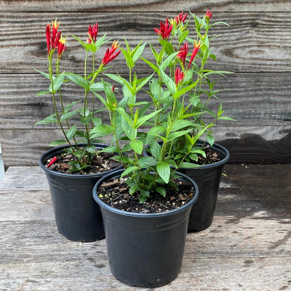 Spigelia marilandica 'Little Redhead  - Little Redhead Indian Pink