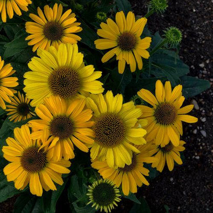 Echinacea 'Yellow My Darling'  - Color Coded® Yellow My Darling Echinacea