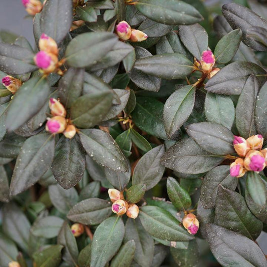 Rhododendron x 'NCRX2'  - Black Hat® Rhododendron