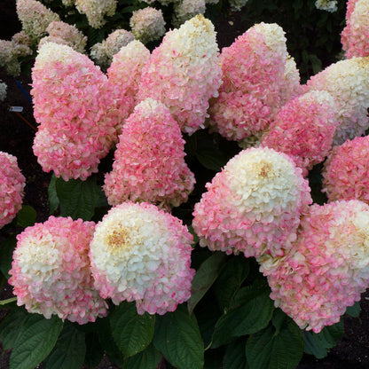 Hydrangea paniculata 'Bokropiav'  - Love-A-Lot™ Pink Hydrangea