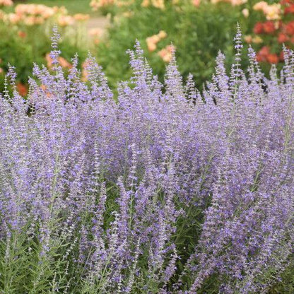 Perovskia atriplicifolia 'Sage Advice'  - Sage Advice Russian Sage