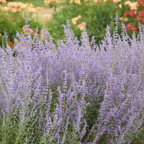Perovskia atriplicifolia 'Sage Advice'  - Sage Advice Russian Sage
