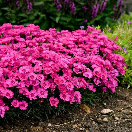 Dianthus 'Paint the Town Fancy'  - Paint the Town Fancy Dianthus