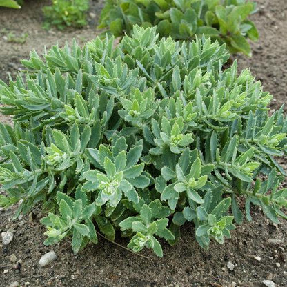 Sedum ‘Pure Joy’  - Rock 'N Round™ Pure Joy Stonecrop