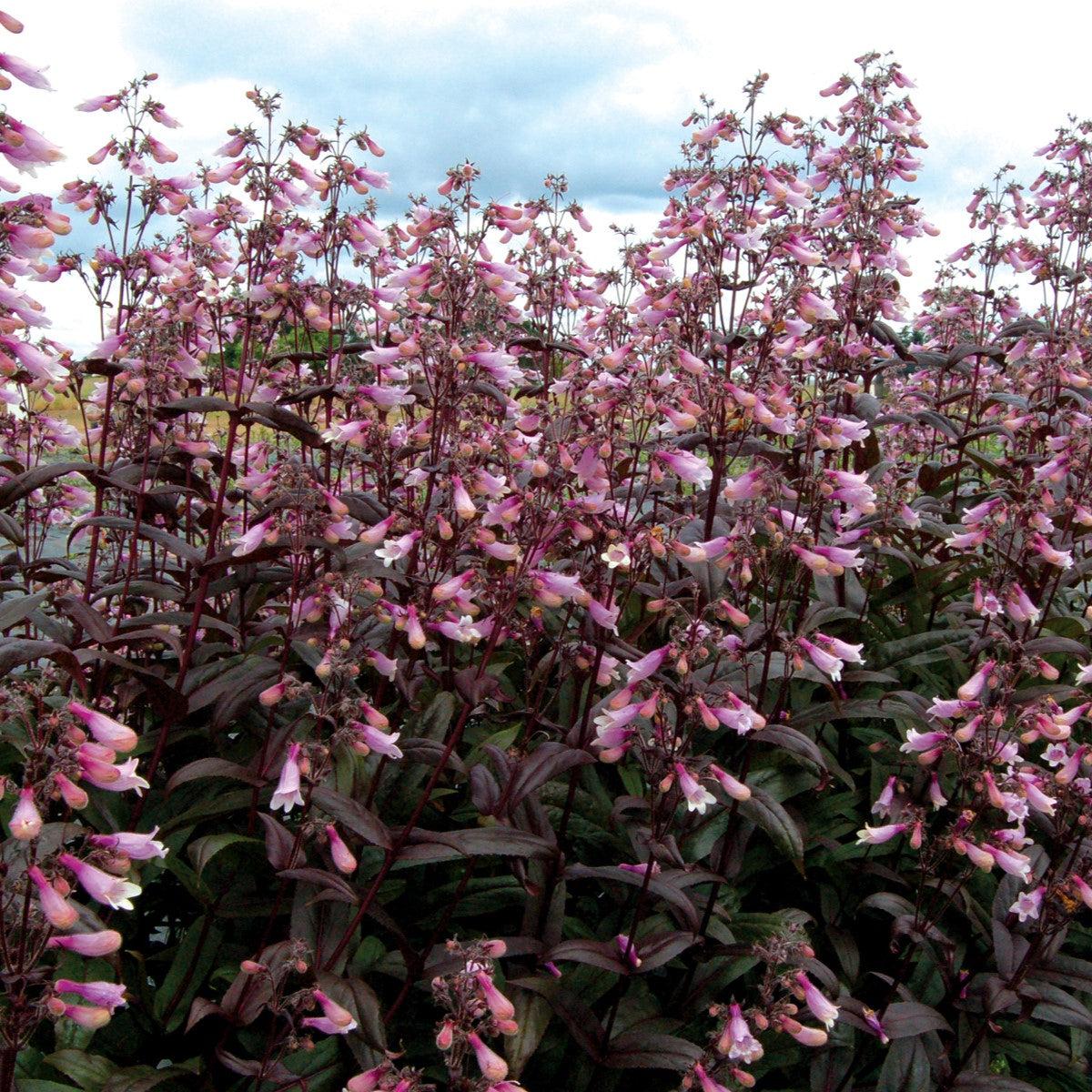 Penstemon 'Dark Towers'  - Dark Towers Beardtongue
