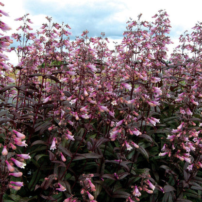 Penstemon 'Dark Towers'  - Dark Towers Beardtongue