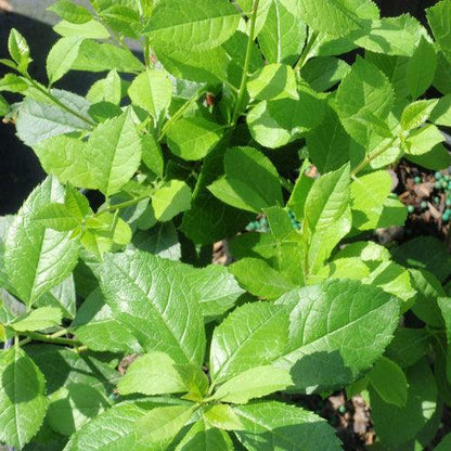 Ilex verticillata 'FARROWMRP' USPP 25,834  - Mr. Poppins® Winterberry