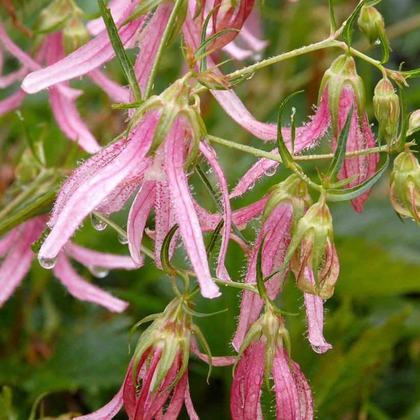 Campanula 'Pink Octopus'  - Pink Octopus Bellflower