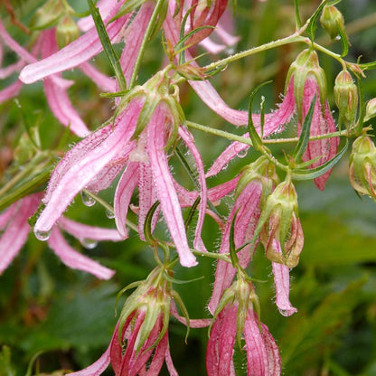 Campanula 'Pink Octopus'  - Pink Octopus Bellflower