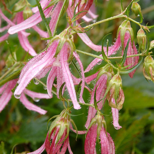 Campanula 'Pink Octopus'  - Pink Octopus Bellflower