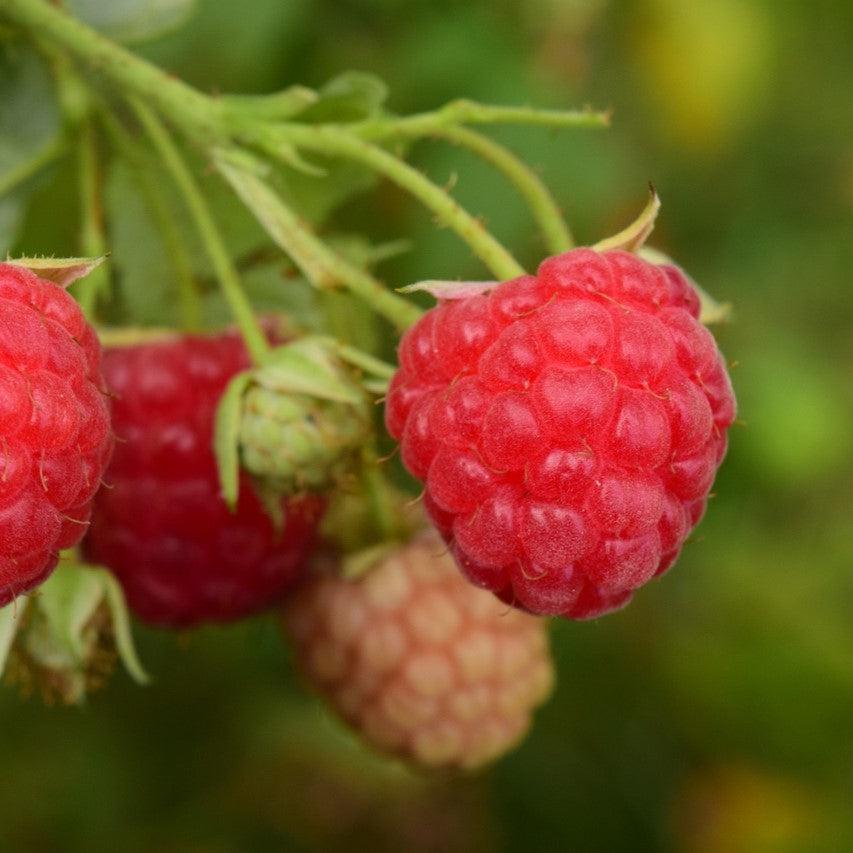 Rubus idaeus 'Meeker'  - Meeker Raspberry