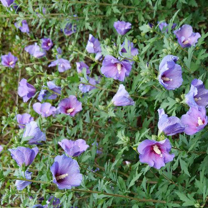 Hibiscus x 'Minsybv3s01'  - Paraplu Violet® Rose of Sharon