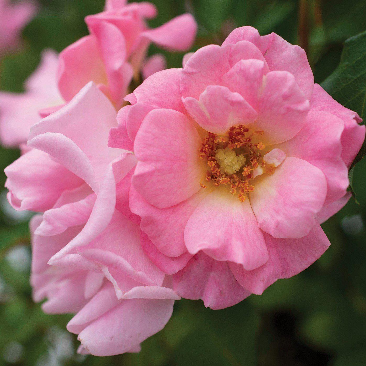 Rosa 'Meifranjin' PP 33,507  - Blushing Drift® Rose