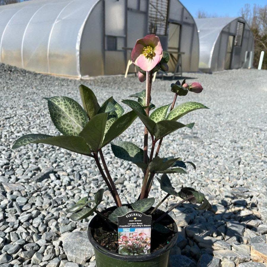 Helleborus x hybridus 'EPB 29'  - FrostKiss™ Dorothy's Dawn® Lenten Rose