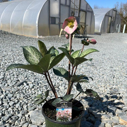 Helleborus x hybridus 'EPB 29'  - FrostKiss™ Dorothy's Dawn® Lenten Rose