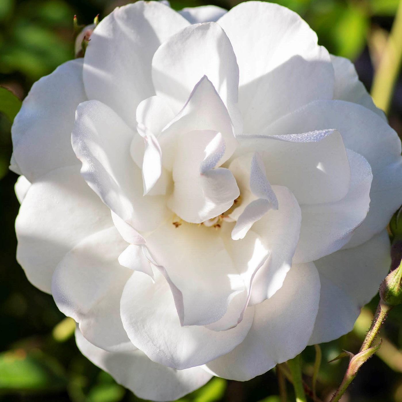 Rosa 'Korbin'  - Iceberg Rose
