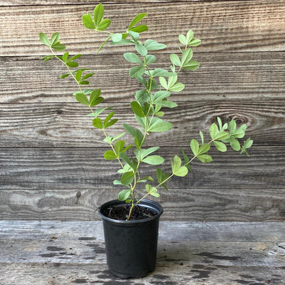 Baptisia australis  - Blue False Indigo