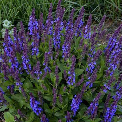 Salvia nemorosa ‘Violet Profusion’  - Violet Profusion Meadow Sage