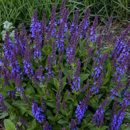 Salvia nemorosa ‘Violet Profusion’  - Violet Profusion Meadow Sage