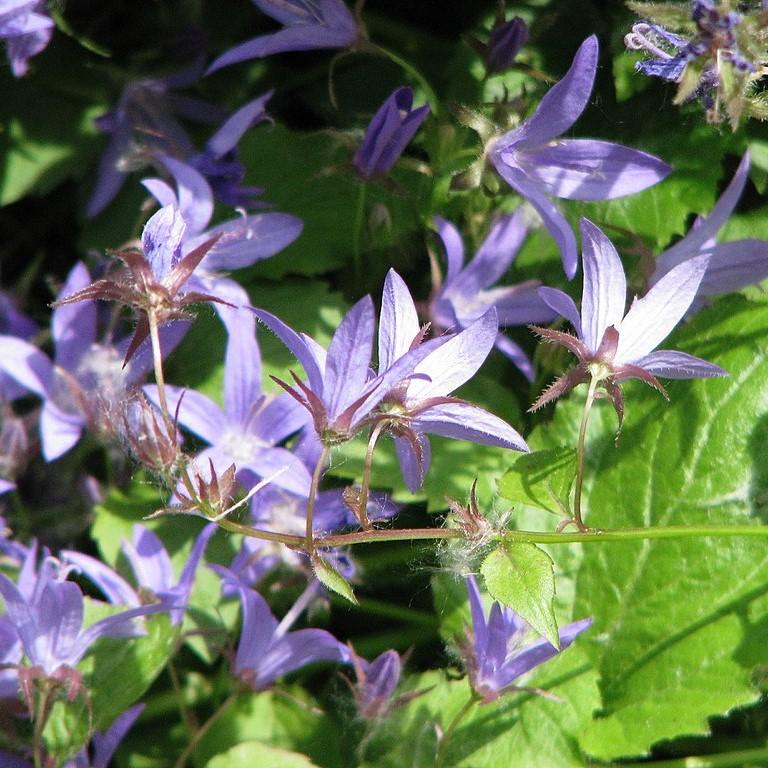 Campanula poscharskyana 'Blue Waterfall'  - Blue Waterfall Bellflower